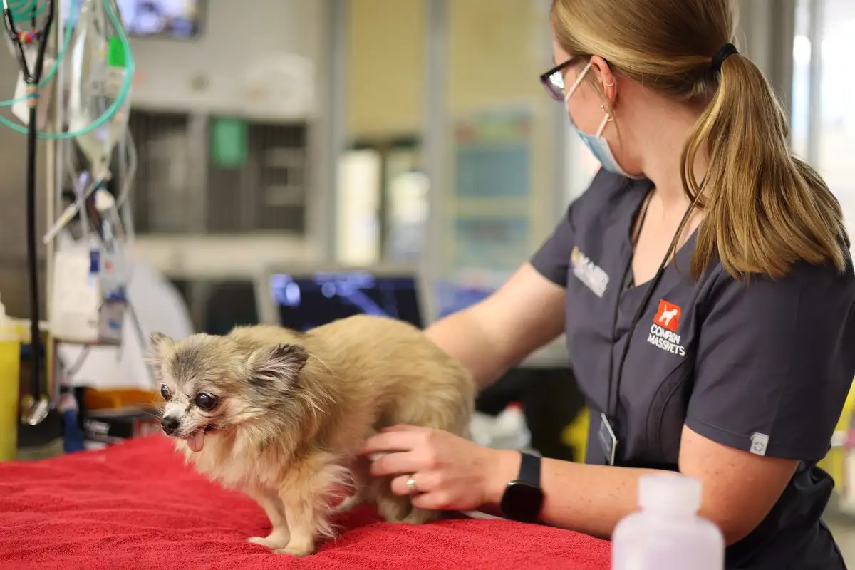 Massey's School of Veterinary Science is New Zealand's only domestic Bachelor of Veterinary Science provider.